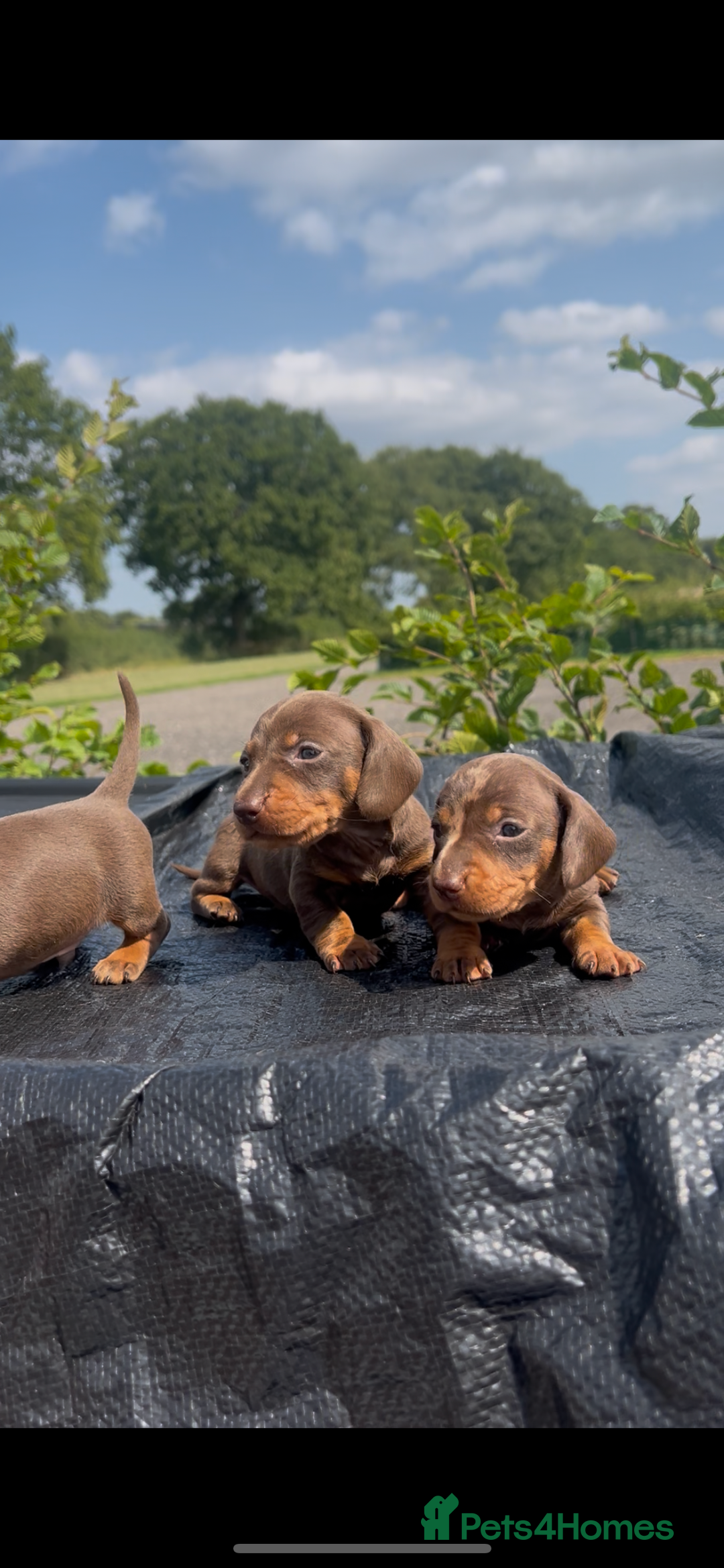 Miniature Dachshund dogs for sale: Dachund  - Image 2