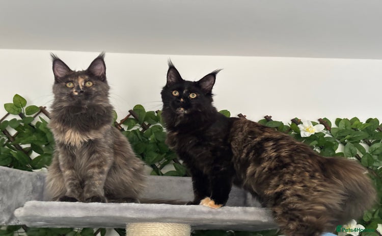 Maine Coon cats - Advert 3