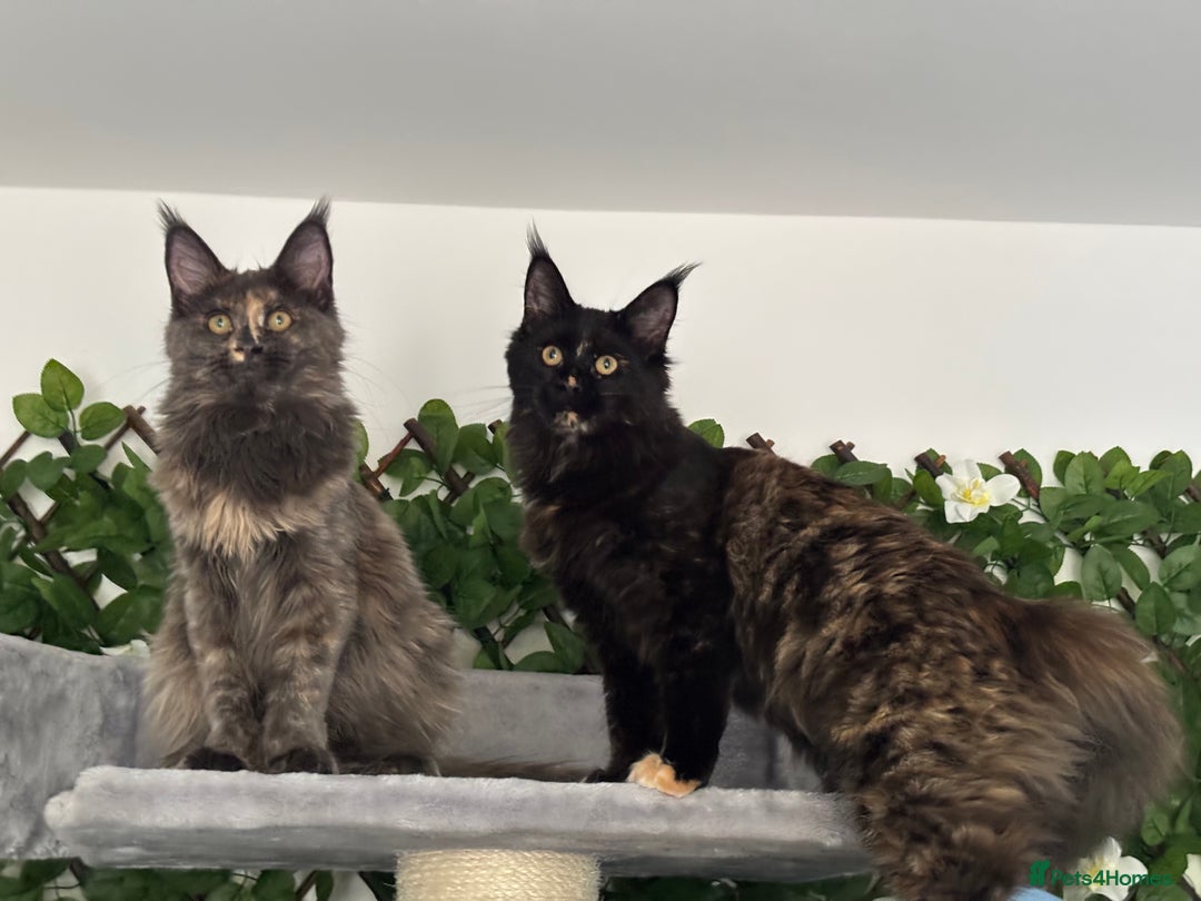 Maine Coon cats for sale: TICA 5 GEN PEDIGREE DNA TESTED  - Image 18