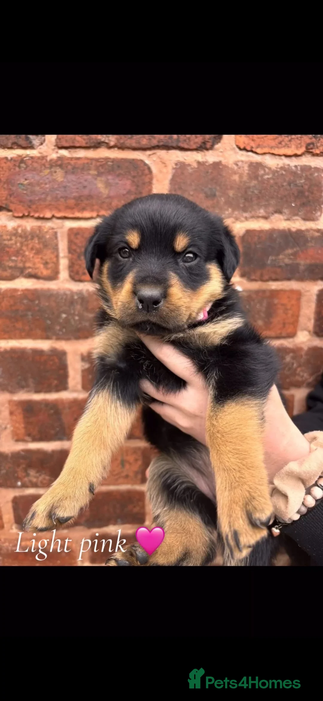 Rottweiler dogs for sale: Rottweiler puppies! - Advert 2