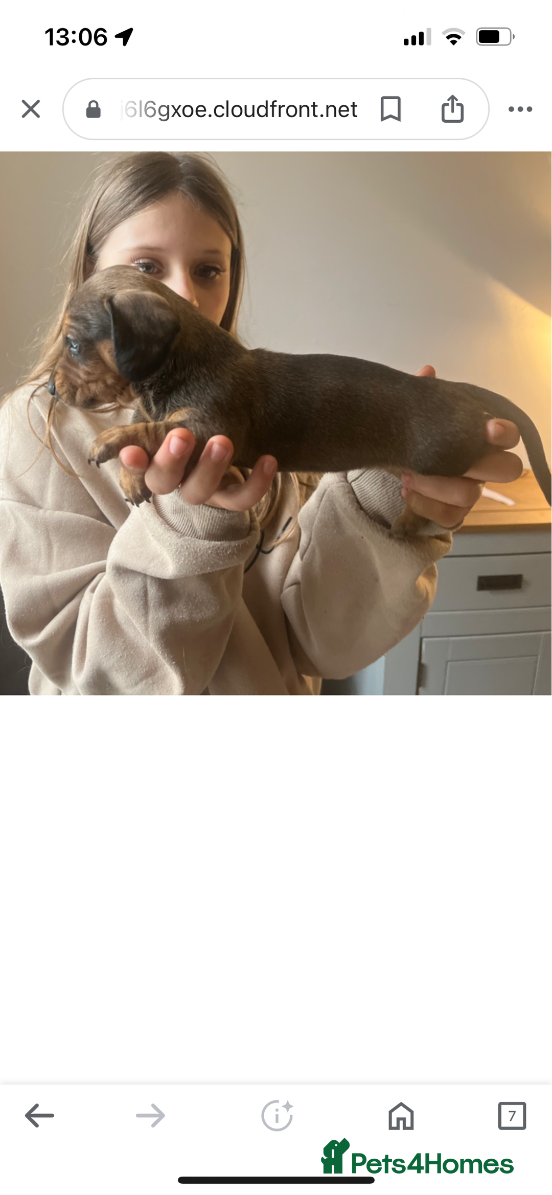Miniature Dachshund dogs for sale: Kc true miniature dachshunds puppies - Advert 13