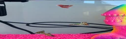 Other/Mixed Breed fish for sale: Guppies with Fish Tank in Leicester - Advert 1