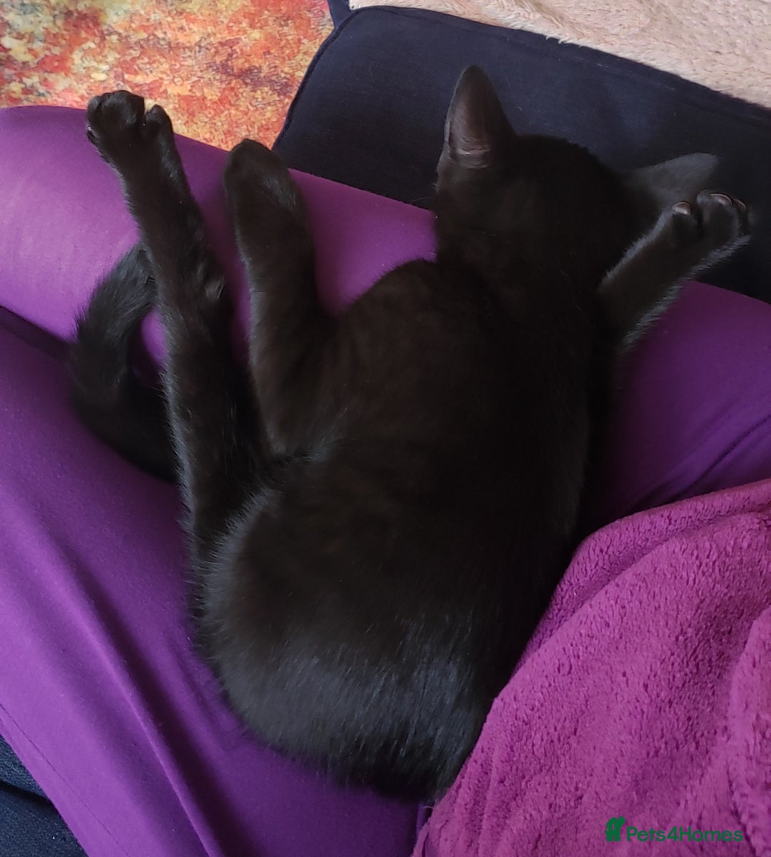 Domestic Shorthair cats for sale:  Bob, The Kitten - Image 6