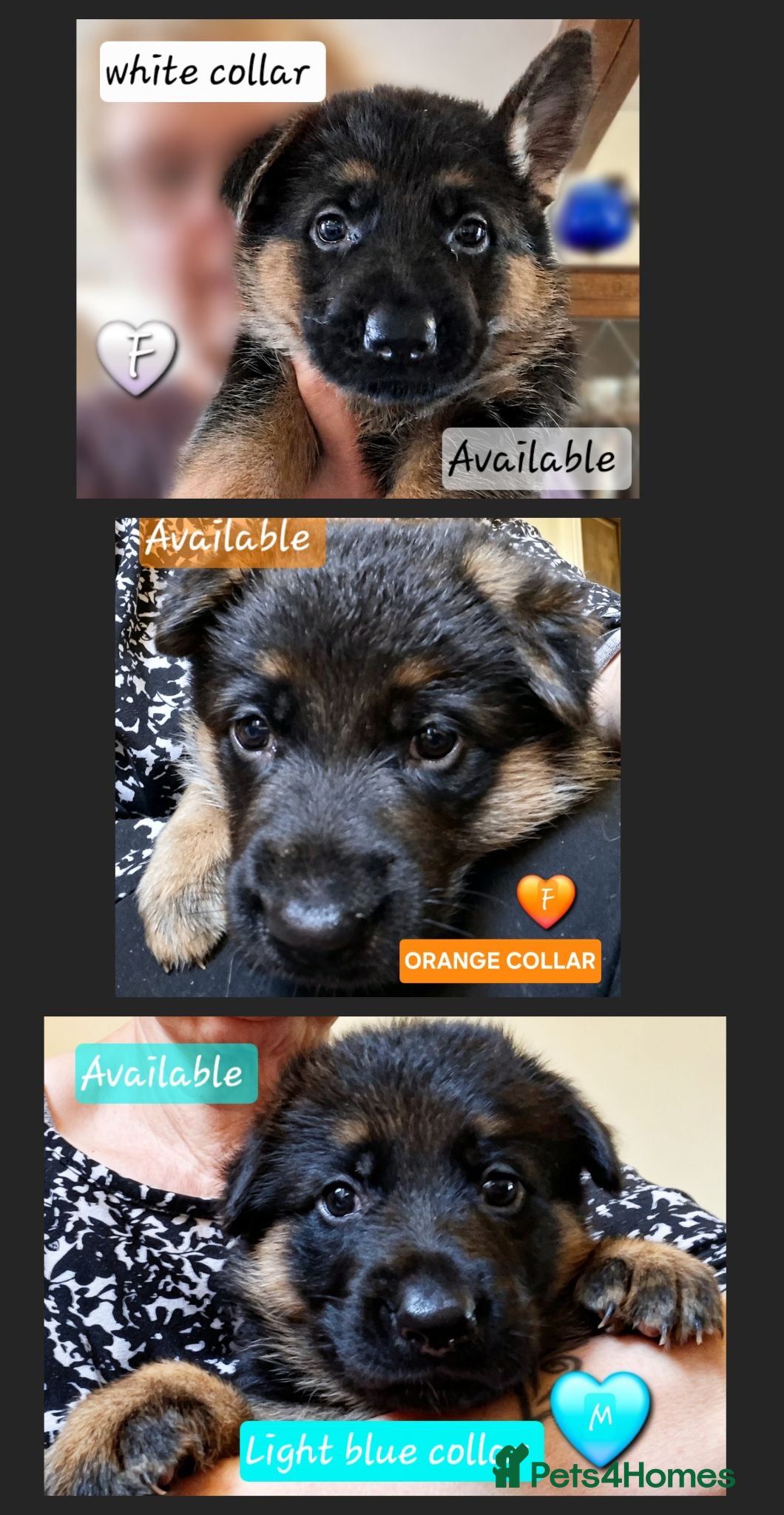 German Shepherd dogs Beautiful Chunky German Shepherd Puppies  - Advert 15