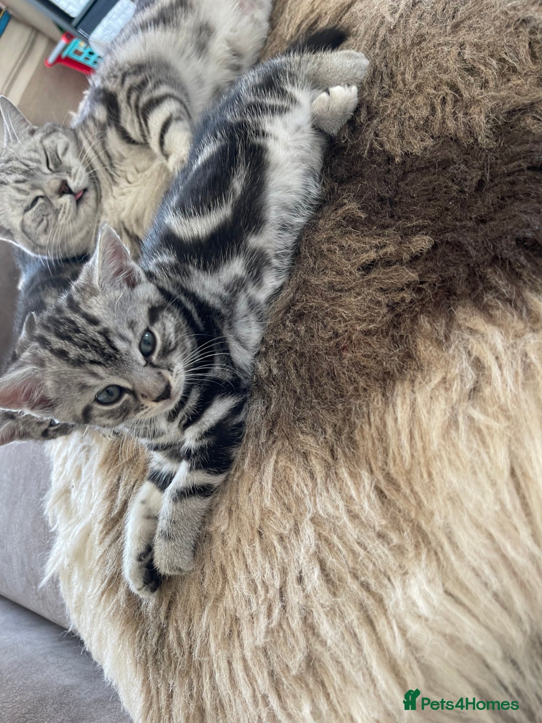 British Shorthair cats for sale: 2 beautiful British shorthair kittens for sale  - Image 4