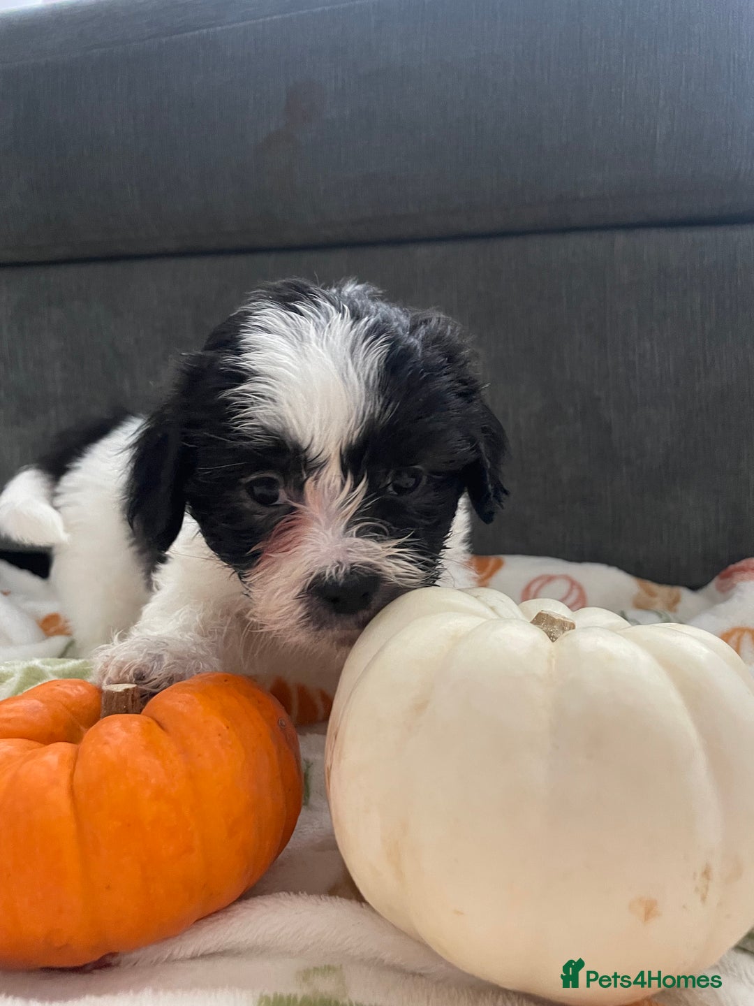 Mixed Breed dogs for sale: Maltese cross La Chon puppies  - Image 10
