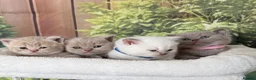 British Shorthair cats for sale: stunning british shorthair  - Advert 19