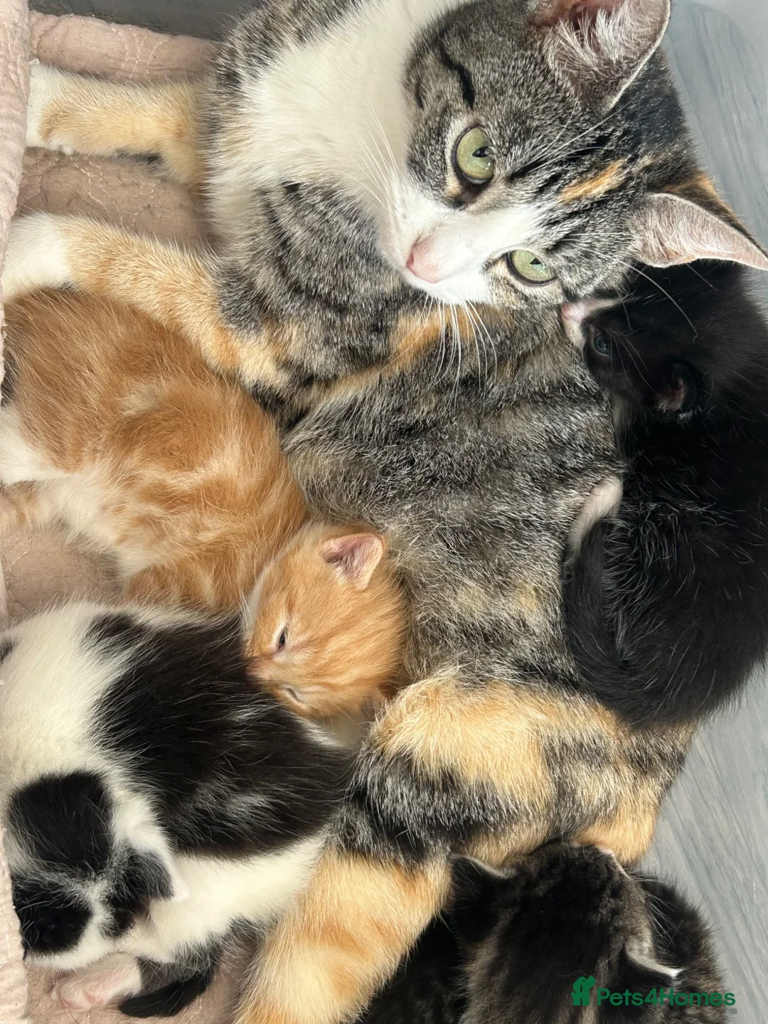 Mixed Breed cats for sale: Beautiful Kittens Looking for Forever Homes 🐱❤️ - Advert 15