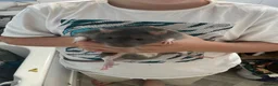Rat rodents for sale: Two male rats with huge enclosure - Advert 8