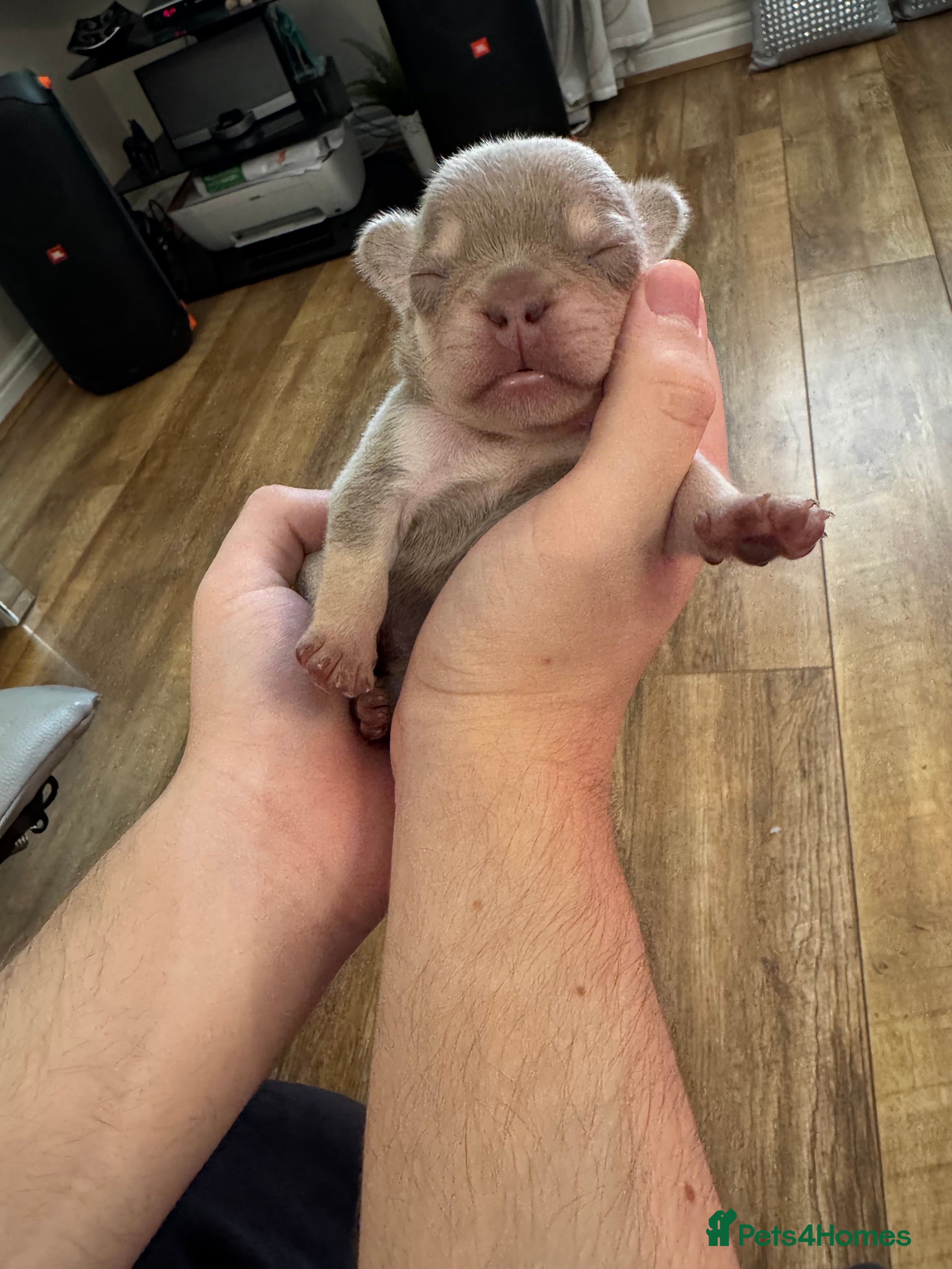 French Bulldog dogs Stunning French Bulldog puppies  - Advert 2