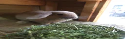 Mini Lop rabbits for sale: VERY TAME Mini lop baby bunnies ready to leave now - Advert 4