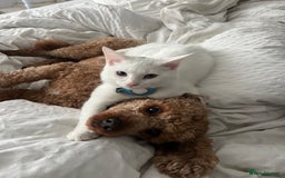 Domestic Shorthair cats for sale: Brother and sister twin kittens  - Image 4