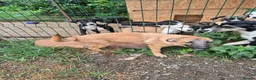 Mixed Breed dogs for adoption: Pixie - North Walsham Norfolk in North Walsham - Advert 6