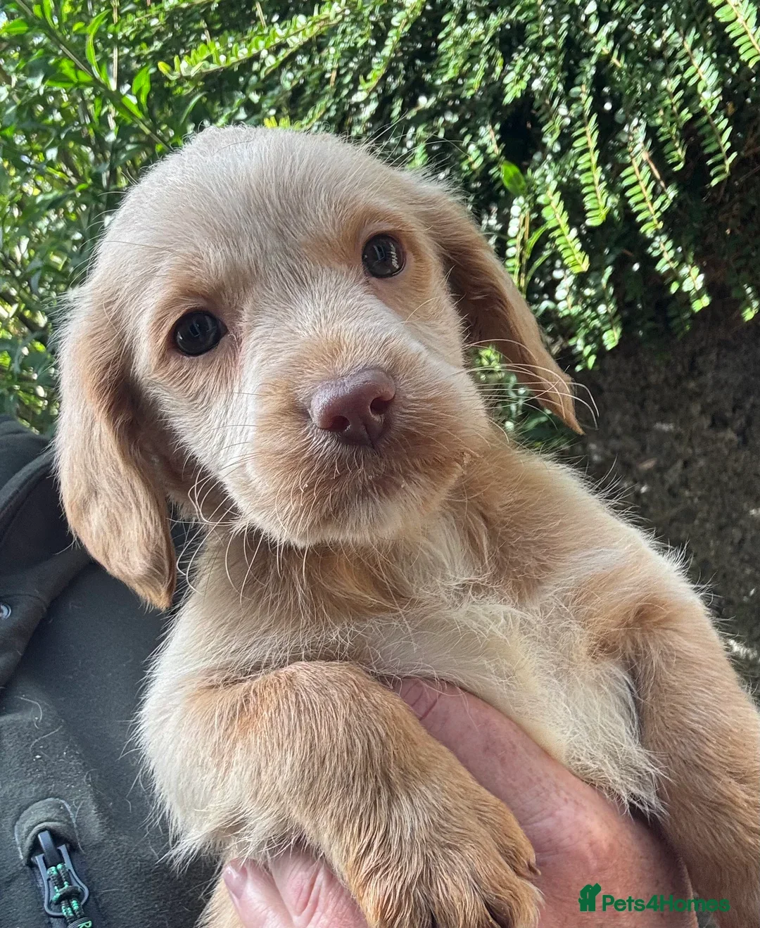 Labradoodle dogs for sale: Fully Vaccinated, Lab x Australian Labradoodles  - Image 17