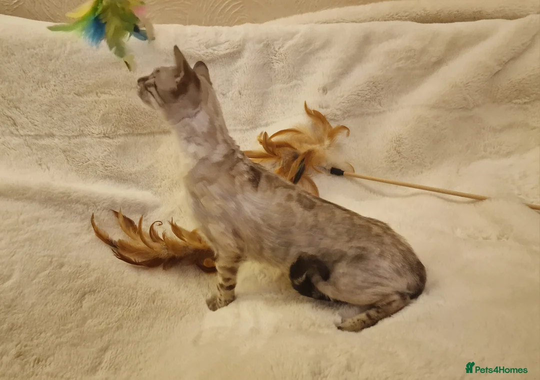 Bengal cats for sale: Beautiful Snow Silver Lynx Bengal  - Advert 1