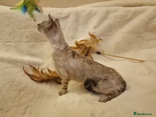 Bengal cats Beautiful Snow Silver Lynx Bengal - Advert 15