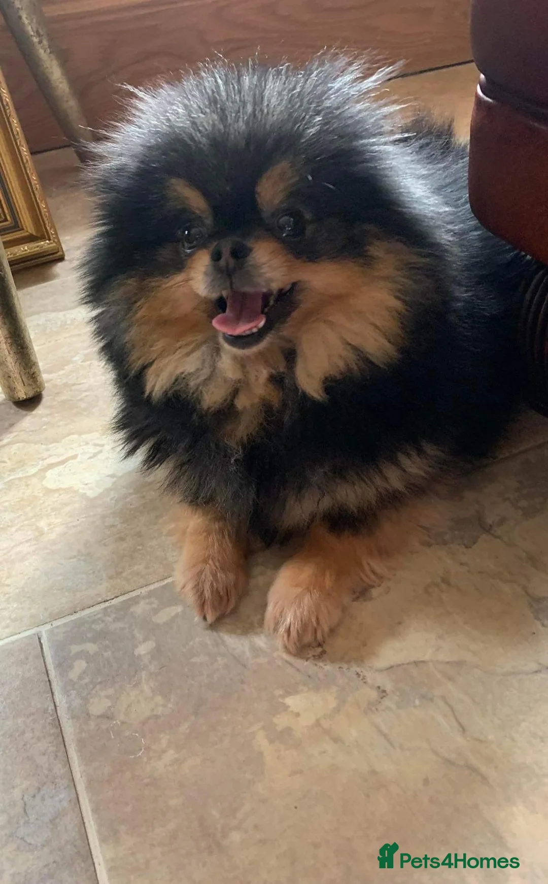 Pomeranian dogs for stud: Biggest Quality Pom StudTeam In uk  in Pontefract - Advert 4