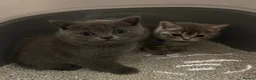 British Shorthair cats for sale: Beautiful British Shorthair kittens - Advert 5