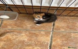 Persian cats for sale: Persian x - Image 5