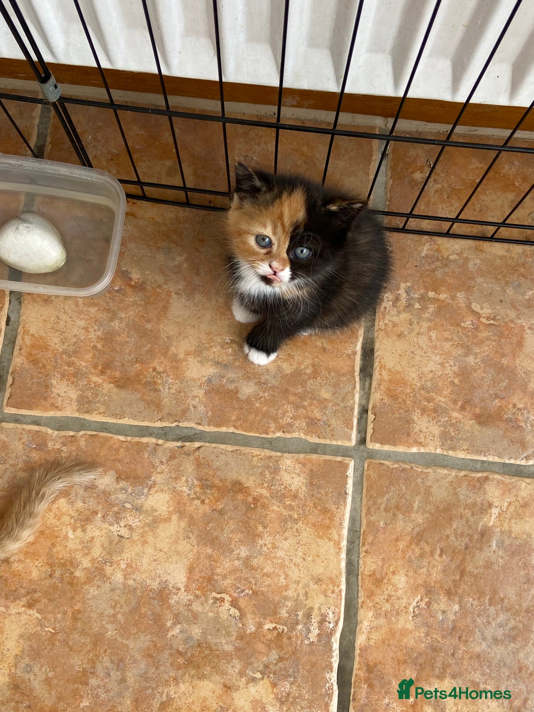 Persian cats for sale: Persian x - Image 5