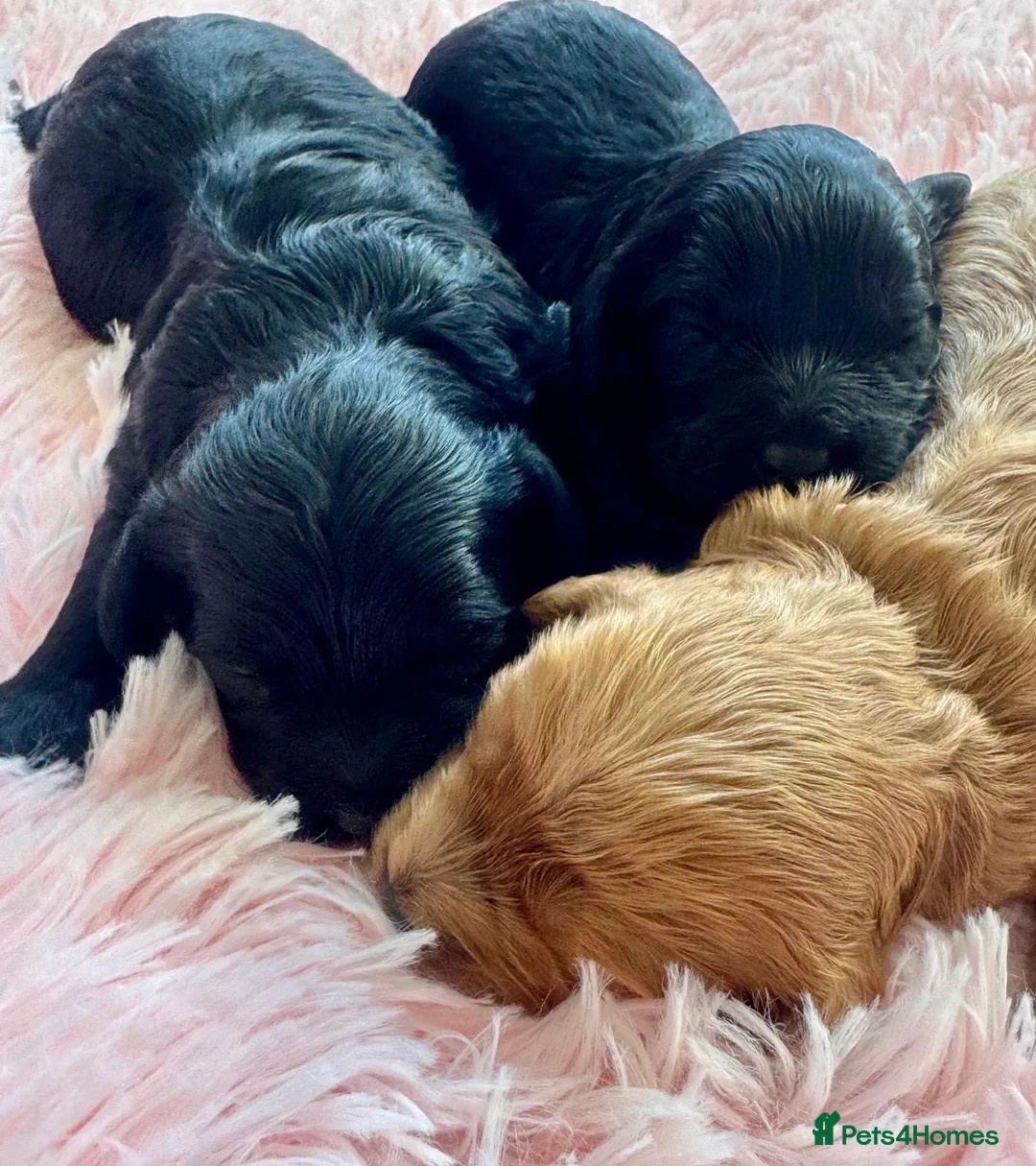 Cavapoo dogs for sale: F1 cavapoo babies  - Advert 1