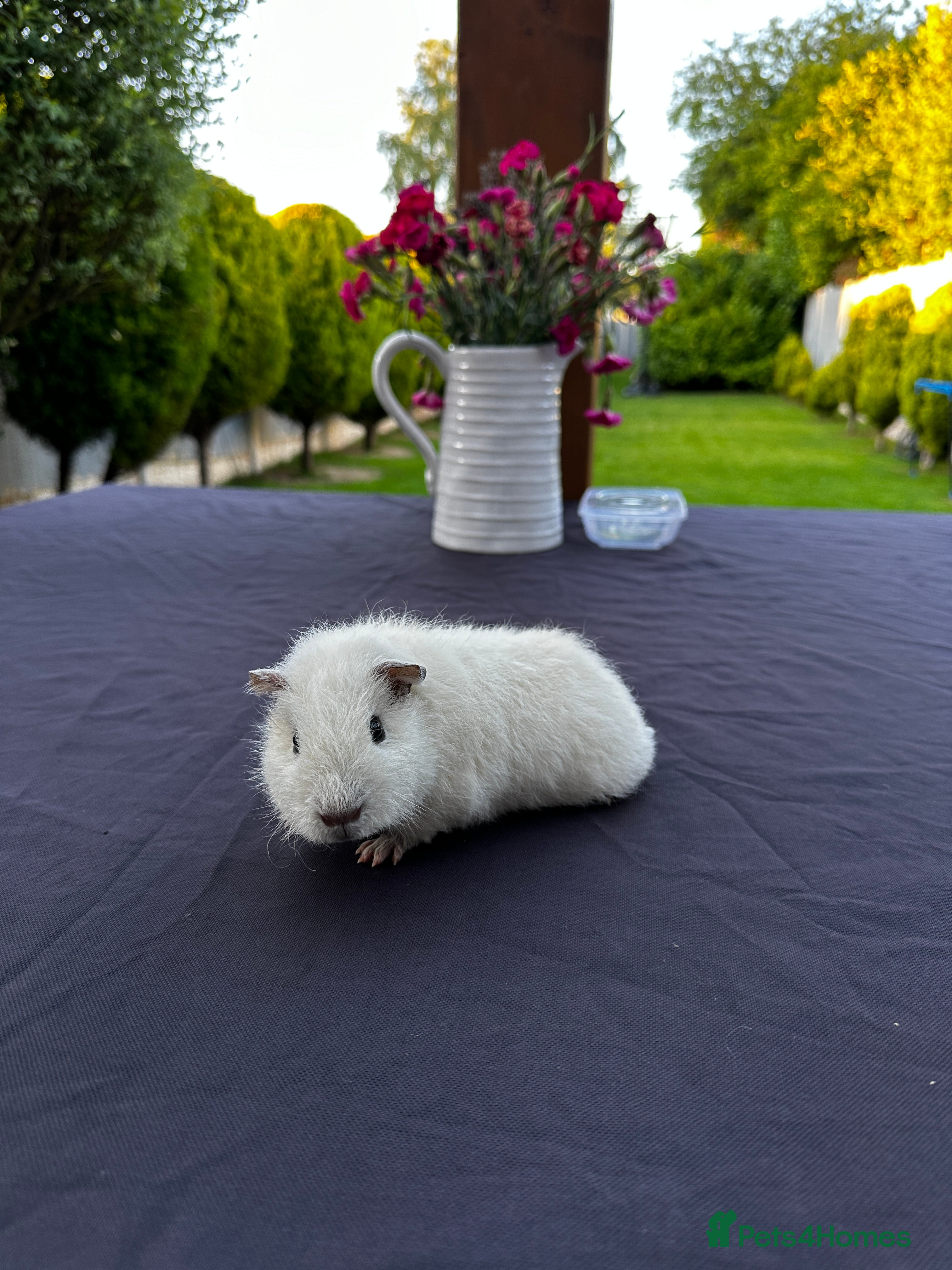 Guinea Pig rodents Teddy Guinea girls=£60 and few boys=£40 Thank you. - Advert 18