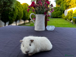 Guinea Pig rodents Teddy Guinea girls=£60 and few boys=£40 Thank you. - Advert 1