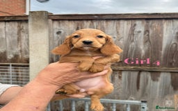Cocker Spaniel dogs for sale: Working cocker spaniel puppies - Image 19
