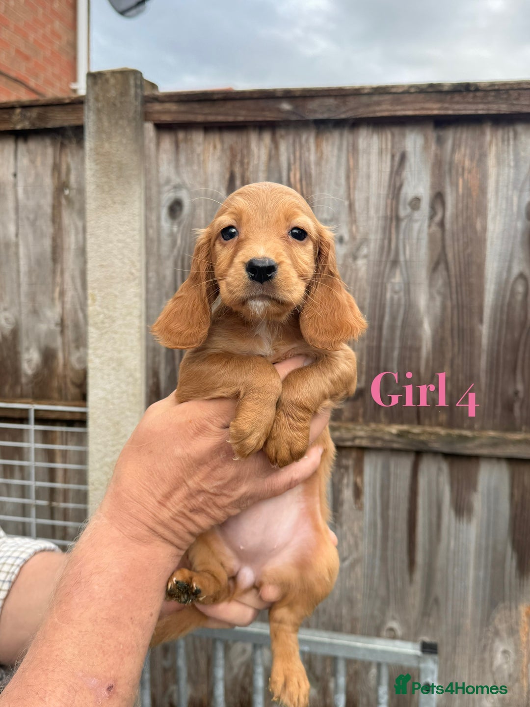 Cocker Spaniel dogs for sale: Working cocker spaniel puppies - Image 19