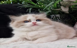 Ragdoll cats for sale: 🌸Stunning TICA🏆Kittens | Award winning cattery🌸 in Slough - Image 12