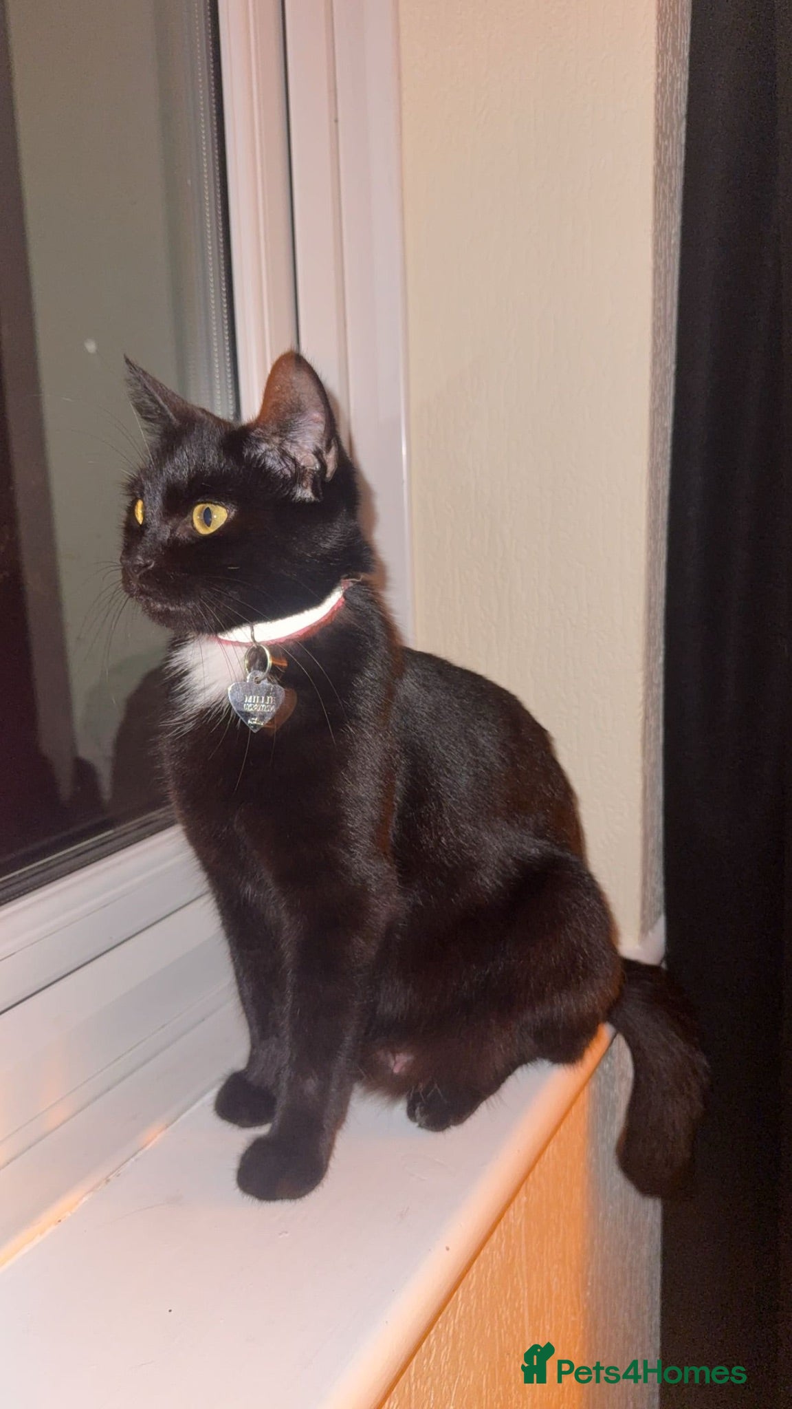 Mixed Breed cats Kittens ready to tehome at home nd of september - Advert 1