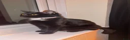 Mixed Breed cats for sale: Kittens ready to tehome at home nd of september in Andover - Advert 1