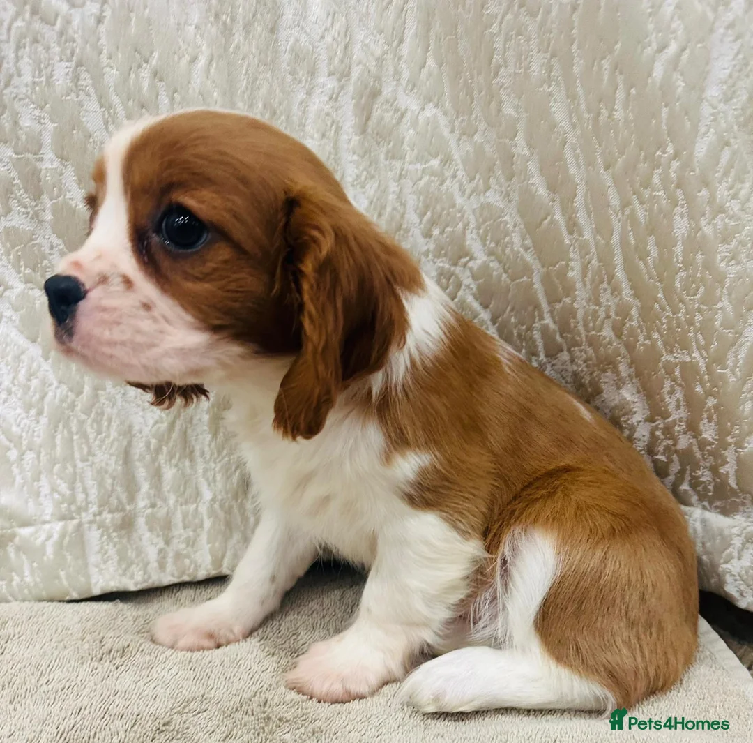 Cavalier King Charles Spaniel dogs for sale: Cavalier King Charles  in Deal - Advert 5