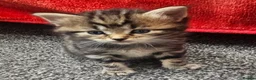 Mixed Breed cats for sale: 3 beautiful male kittens in Swadlincote - Advert 10