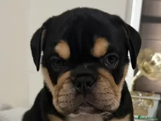 English Bulldog dogs Stunning English bulldog puppies - Advert 1