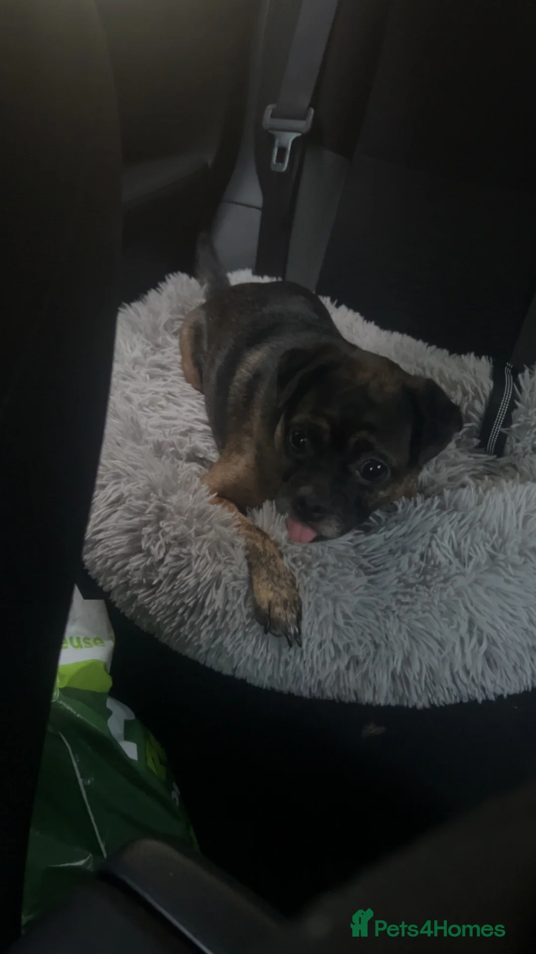 Mixed Breed dogs for sale: Theo  - Advert 2