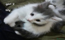 Siamese cats for sale: Bi colour blue and white kittens - Image 40