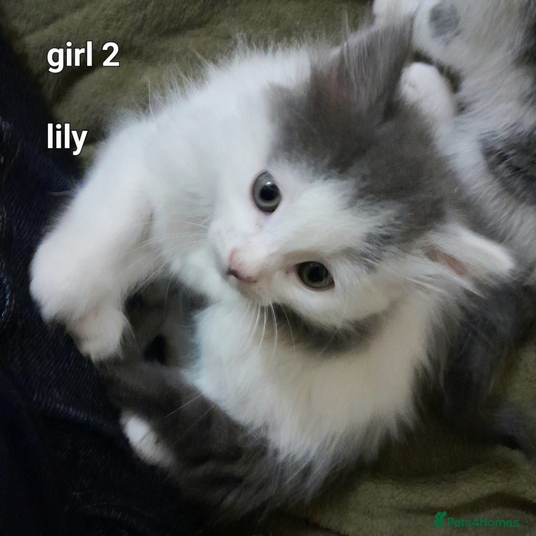 Siamese cats for sale: Bi colour blue and white kittens - Image 40