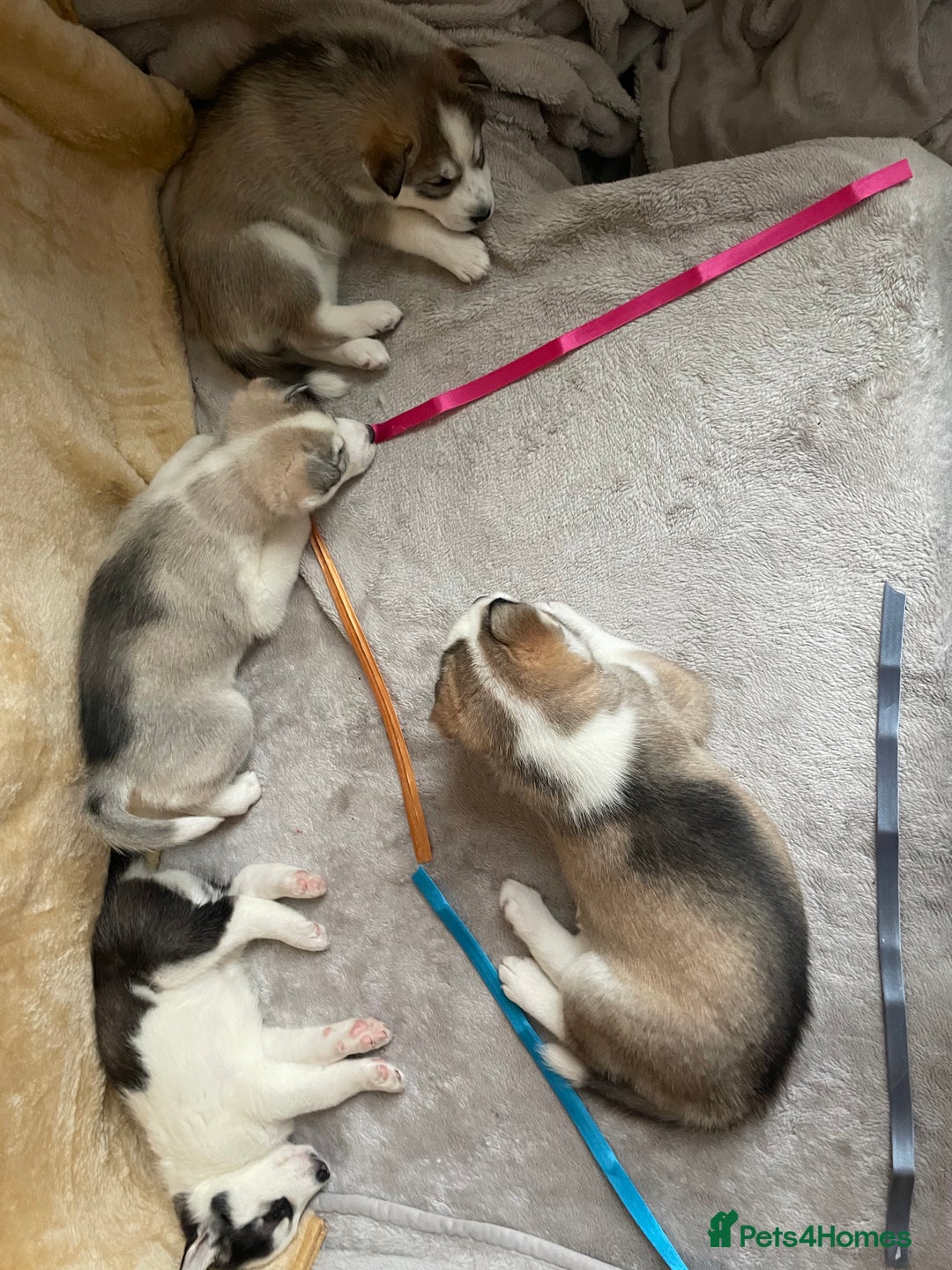 Siberian Husky dogs for sale: Siberian Husky Puppies  - Advert 30