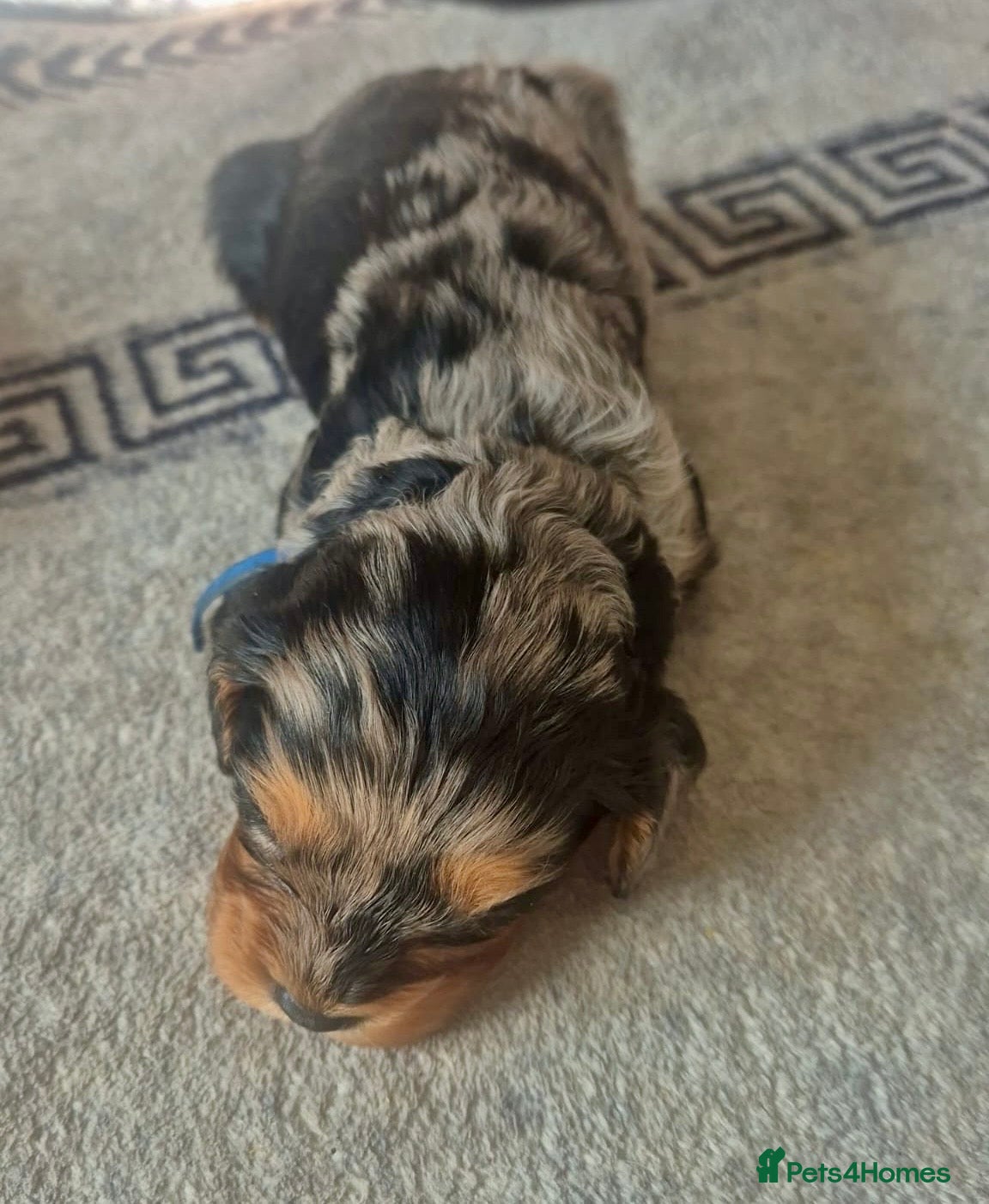 Cavapoo dogs 💙💙 2 Gorgeous Boys available to reserve 💚💚 - Advert 2