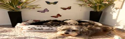 Miniature Schnauzer dogs for sale: Beautiful miniature schnauzers - Advert 1