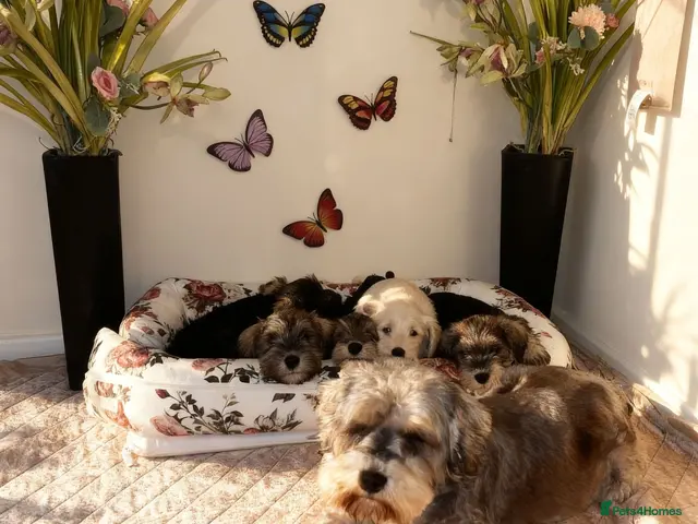 Miniature Schnauzer dogs for sale: Beautiful miniature schnauzers - Advert 22
