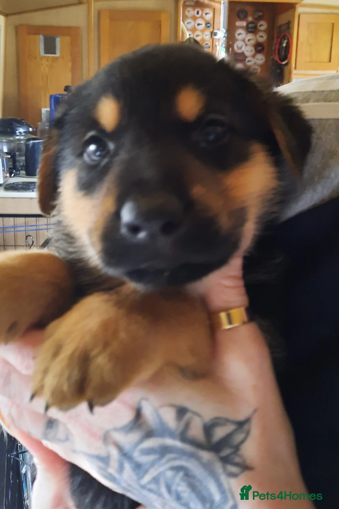 Mixed Breed dogs for sale: Rottweiler X German Shepherd Puppies  in Bristol - Advert 3