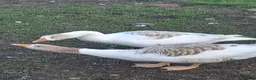 Geese poultry for sale: Young Geese for Sale - Advert 11