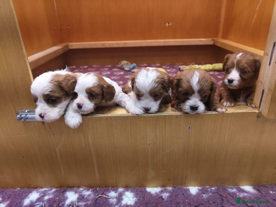 Cavapoo dogs for sale: Amazing quality cavapo litter  - Advert 2