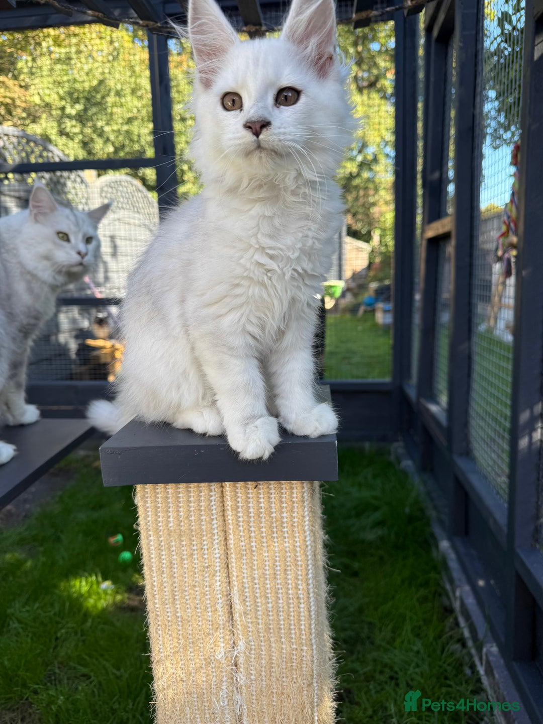 Maine Coon cats for sale: TICA Reg Blue Silver Shaded MaineCoon Kittens  - Advert 21