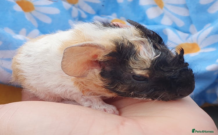 Guinea Pig rodents in Saint Helens - Advert 13