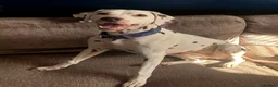 Dalmatian dogs for sale: 8 year old Dalmatian - Polly - liver spotted - Advert 8
