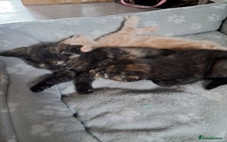 British Shorthair cats for sale: Gorgeous 8 week old kittens  - Image 8
