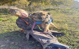 Mixed Breed dogs for adoption: Santiago Milton Keynes  - Advert 2